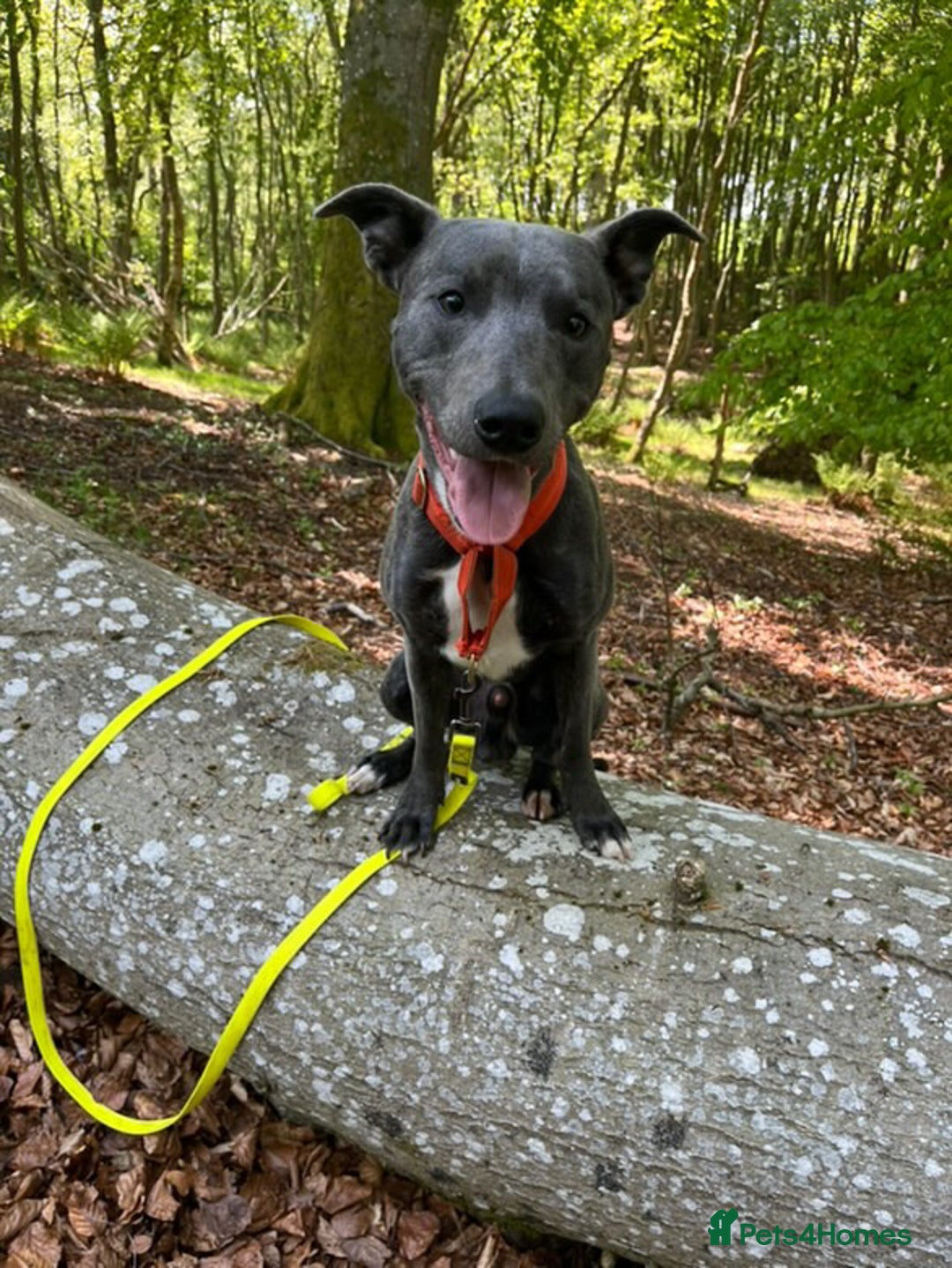 Mixed Breed dogs for sale: Baloo in Arbroath - Image 7
