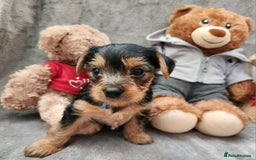 Yorkshire Terrier dogs for sale: 6 beautiful yorkie puppies - Image 6