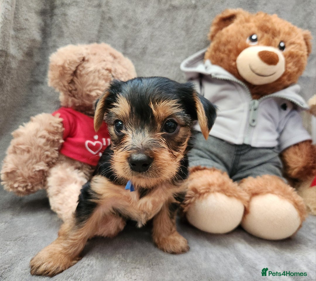 Yorkshire Terrier dogs for sale: 6 beautiful yorkie puppies - Image 6