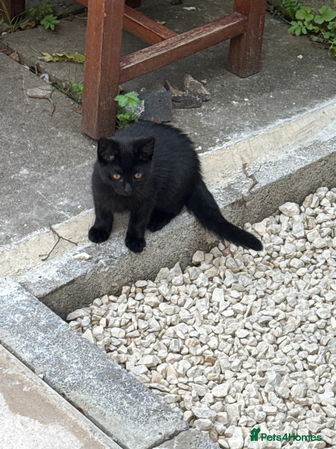 Mixed Breed cats for sale: Kitten for sale - Advert 2