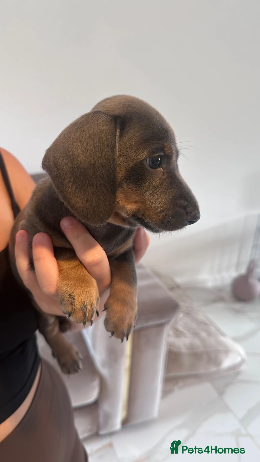 Miniature Dachshund dogs for sale: Ready now. Rare Blue eyed, Blue Tan Boy - Advert 1