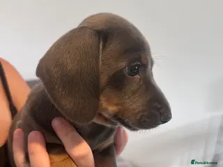 Miniature Dachshund dogs Special delivery of adorable Rare Blue Tan Boy - Advert 1
