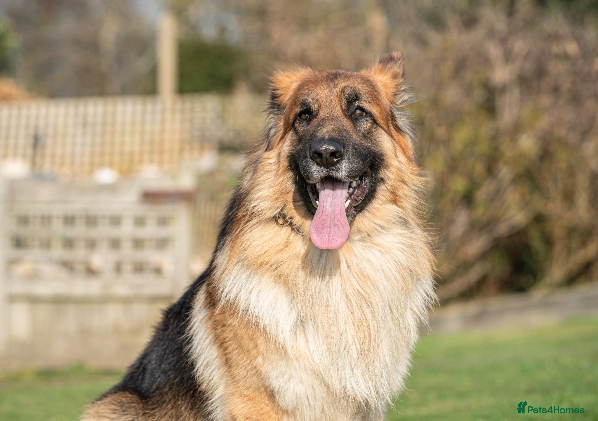 German Shepherd dogs STUD GSD - Advert 2