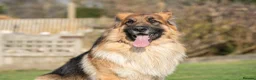 German Shepherd dogs for stud: STUD GSD - Advert 2