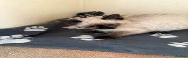 Ragdoll Kitten 3