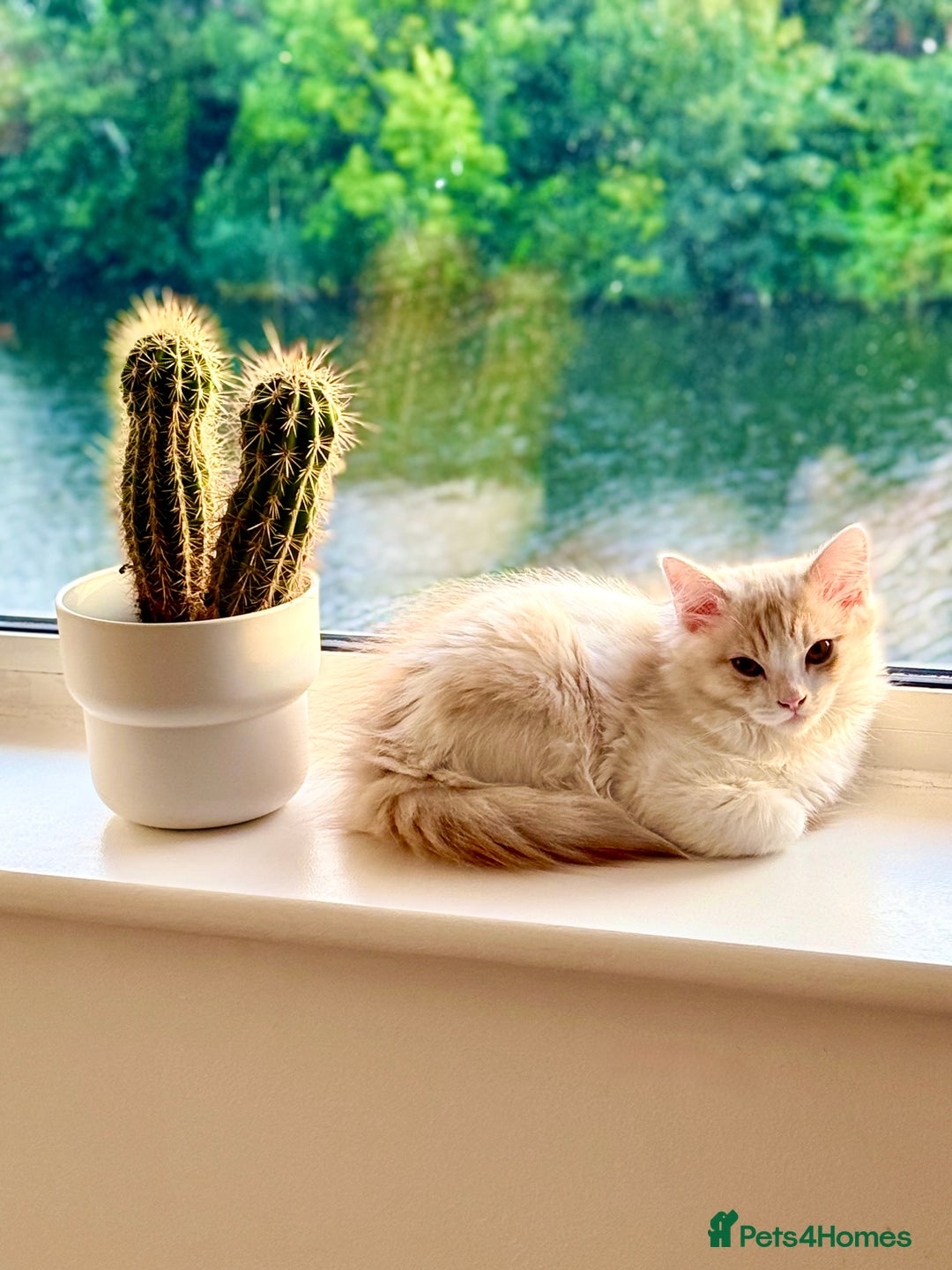 Munchkin cats for sale: ⭐️⭐️-3x TICA Munchkins - Super Short Legs-⭐️⭐️  - Image 17