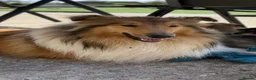 Rough Collie dogs for sale: Friendly, Confident Sable/White Male Rough Collie  - Advert 3