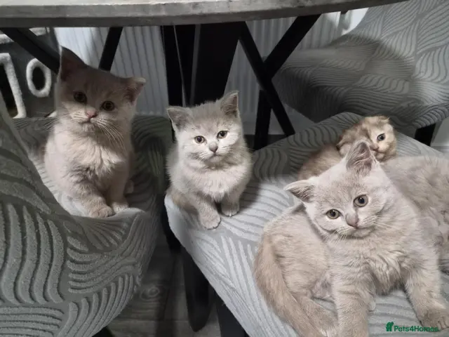 Scottish Fold cats 3 scottish stright females and 1 fold female. - Advert 22