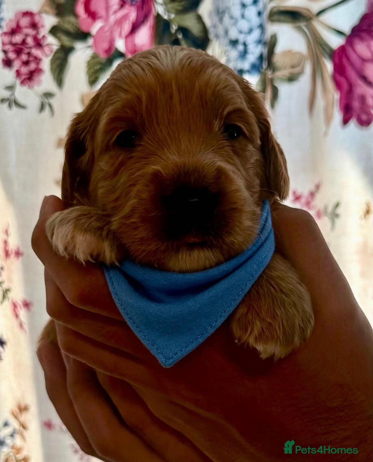 Goldendoodle dogs STUNNING AUSTRALIAN GOLDENDOODLE PUPPIES! - Advert 12