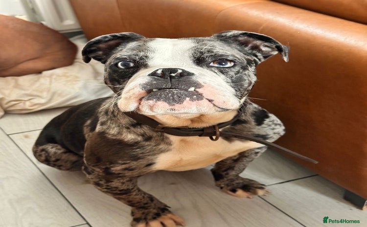 Old Tyme Bulldog dogs - Advert 1