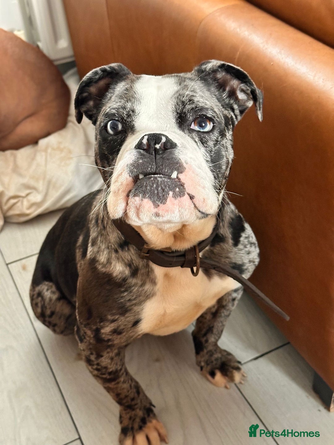 Old Tyme Bulldog dogs for sale: Gorgeous Female Old Tyme Bulldog - Image 1