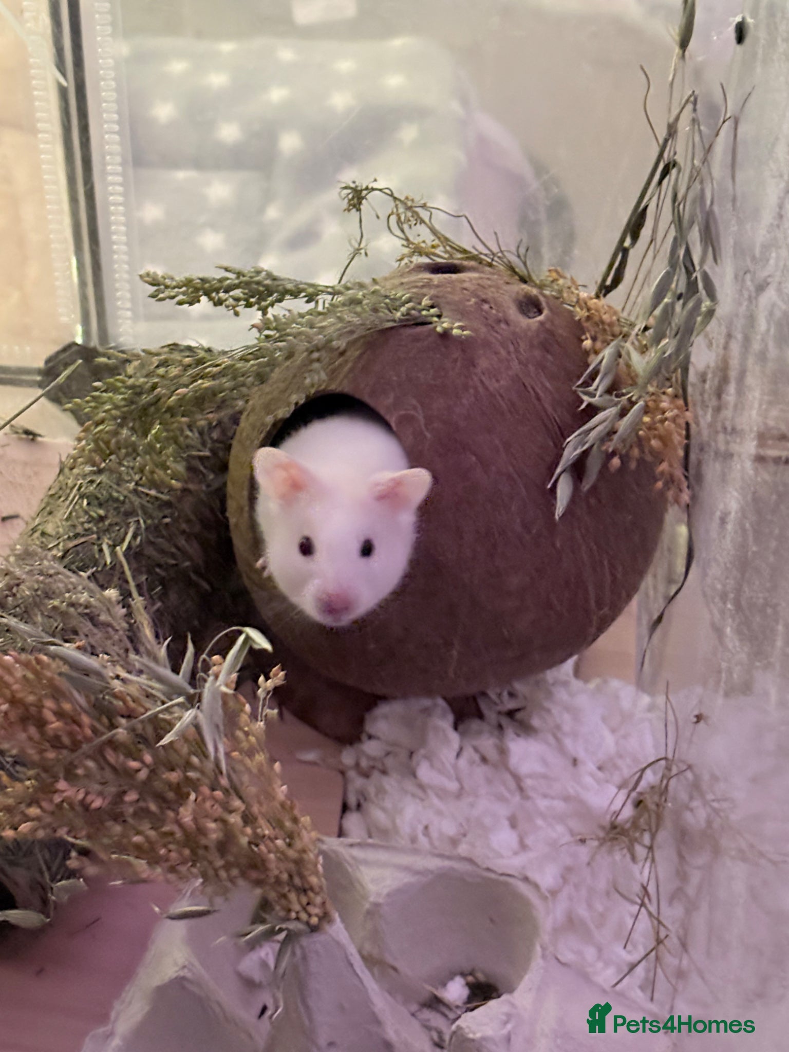 Hamster rodents for sale: Syrian hamster cage and all accessories included  - Advert 3