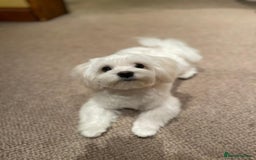 Maltese dogs for sale: KC Reg Korean Maltese girls - Image 18