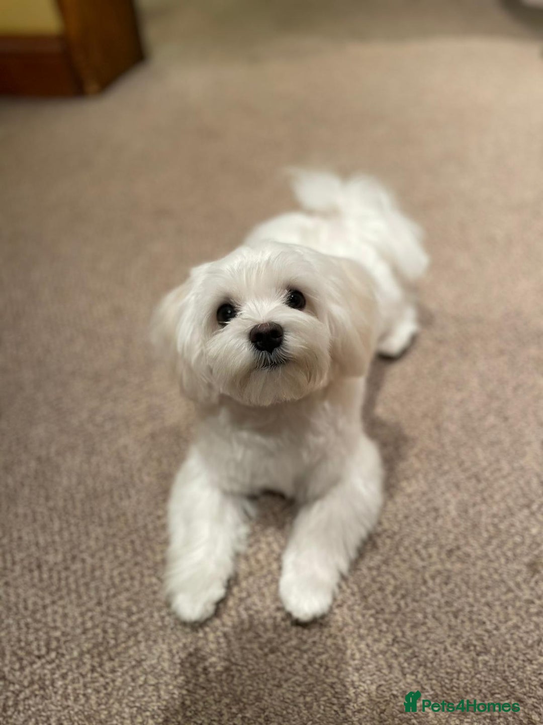 Maltese dogs for sale: KC Reg Korean Maltese girls - Image 18