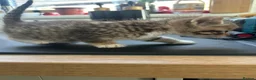 Mixed Breed cats for sale: Half bengal kittens  - Advert 4