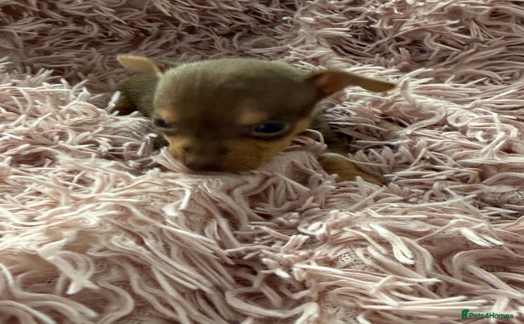 Chihuahua dogs - Advert 16