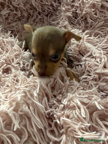 Chihuahua dogs - Advert 11