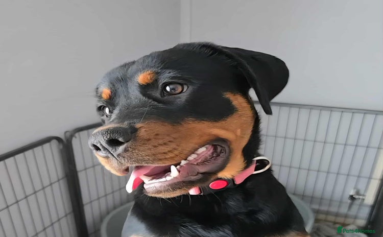 Rottweiler dogs - Advert 1