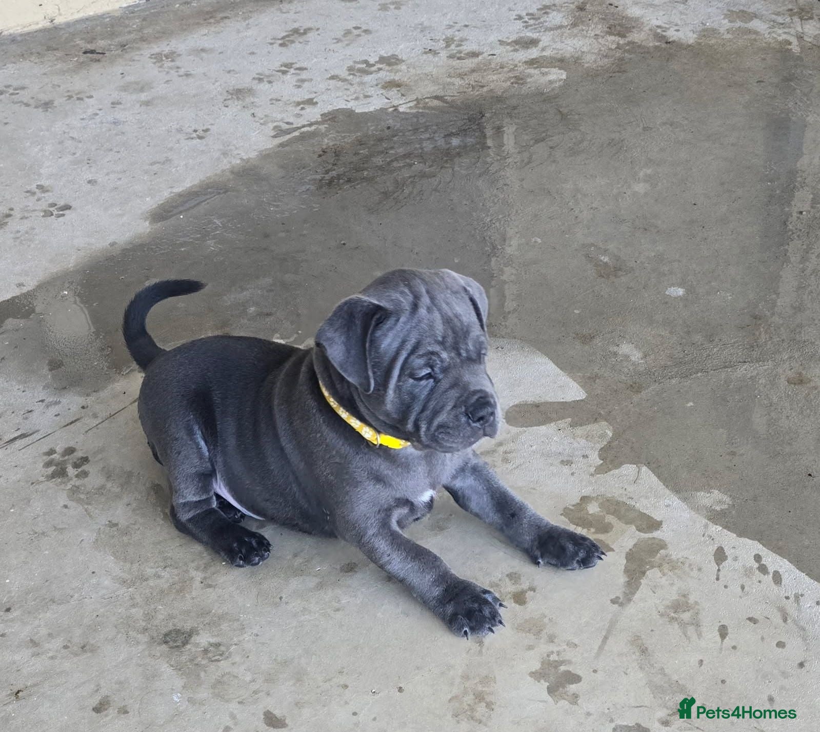 Staffordshire Bull Terrier dogs super adorable Blue Staffys pups. Kc-reg - Advert 18