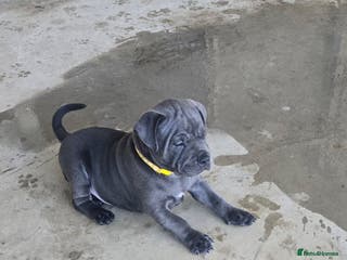 Staffordshire Bull Terrier dogs super adorable Blue Staffys pups. Kc-reg - Advert 1