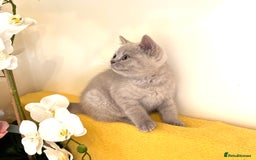 British Shorthair cats for sale: Top quality GCCF kittens  - Image 24