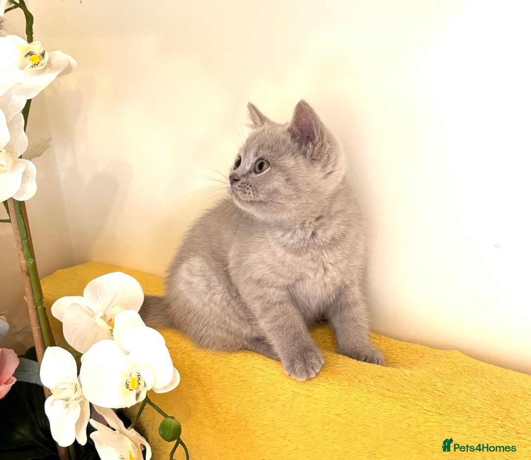 British Shorthair cats for sale: Top quality GCCF kittens  - Image 24