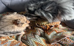 Pomeranian dogs for sale: Pomeranian female puppy  - Image 9