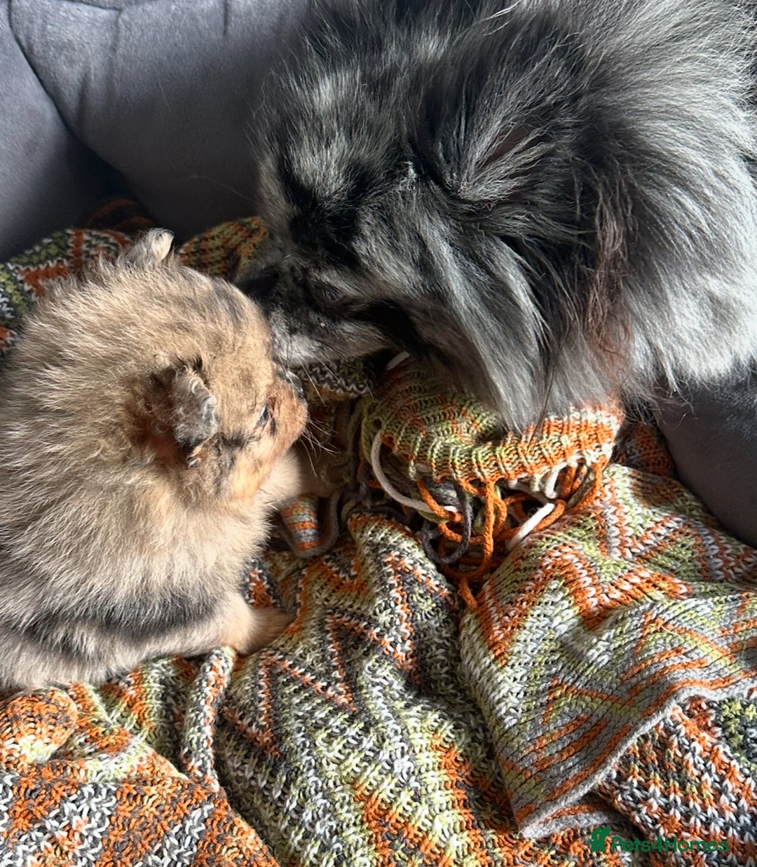 Pomeranian dogs for sale: Pomeranian female puppy  - Image 9