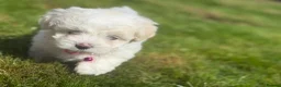 Maltese dogs for sale: Maltese puppies ready now - Advert 9