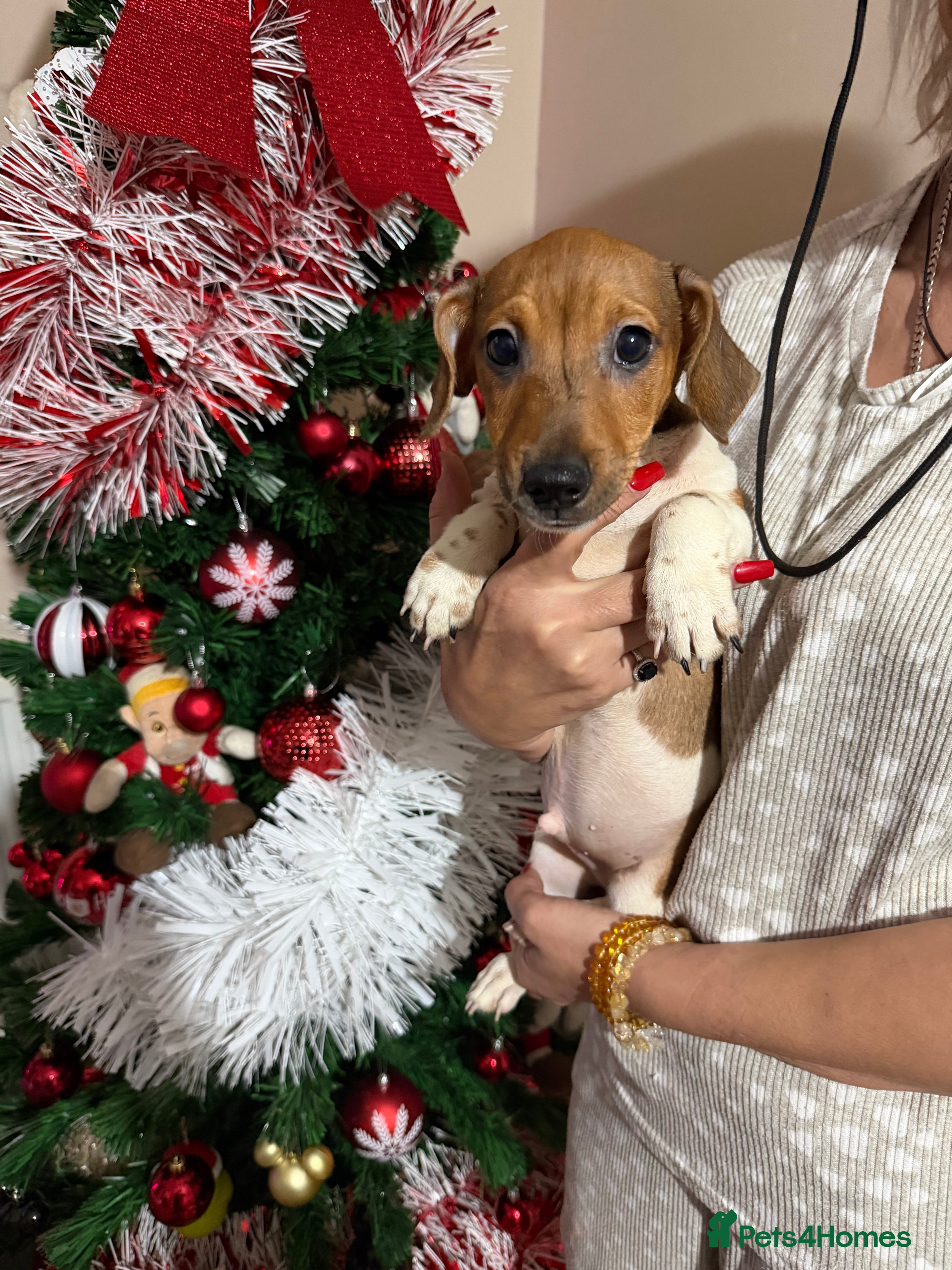 Jack Russell dogs Last Jack Russel Puppy left READY TO GO - Advert 2