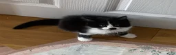 Mixed Breed cats for sale: Domestic kittens that are looking for home ❤️ in Peterborough - Advert 8