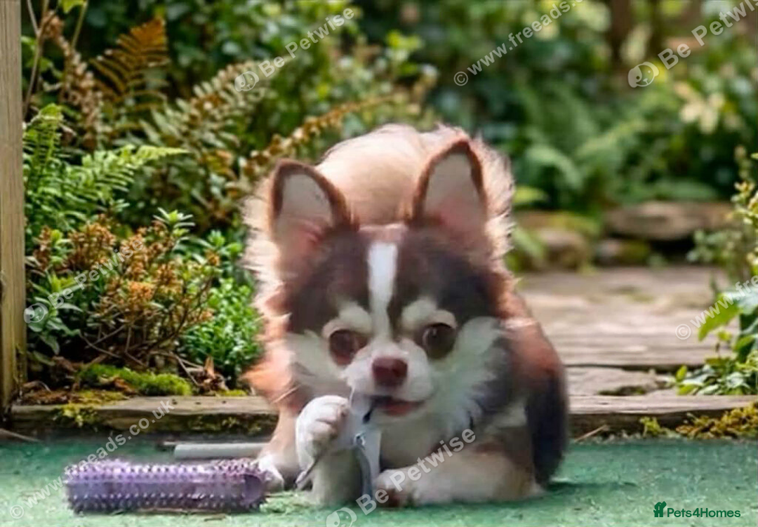 Chihuahua dogs for sale: Beautiful Chocolate/White Husky Marked Chihuahua - Advert 4