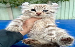 Savannah cats for sale: Super rare longhaired girl  - Advert 15