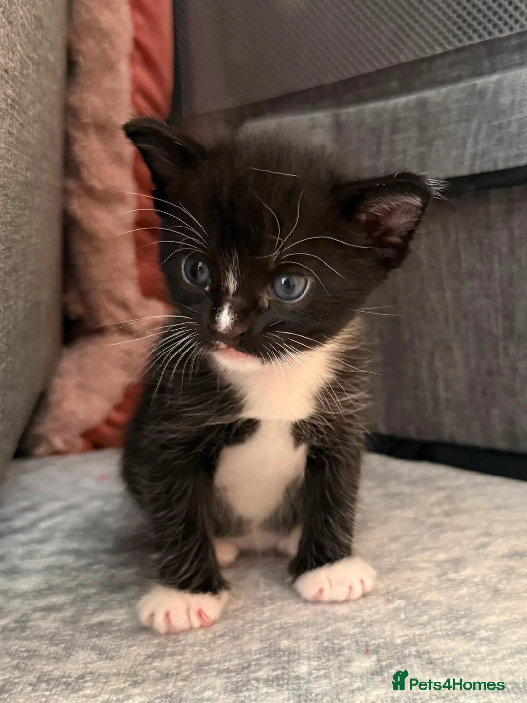 Burmese cats for sale: Burmese x kittens - Advert 19