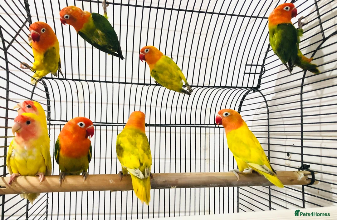 Lovebirds birds for sale: Beautiful lovebirds for sale. - Advert 4