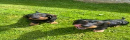 Dachshund dogs for sale: Kc registered Standard wire haired dachshund pups  - Advert 6