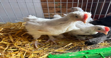 Chickens poultry - Advert 1