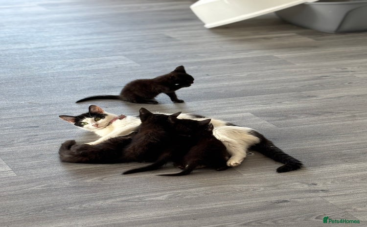 Domestic Shorthair cats - Advert 6