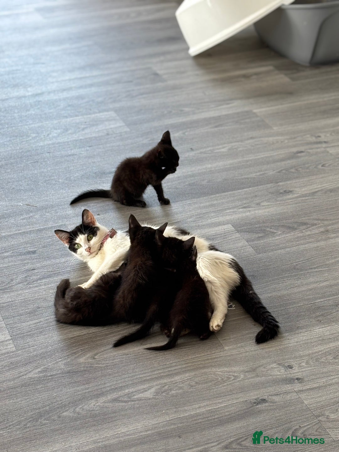 Domestic Shorthair cats for sale: Kittens for sale  - Image 2