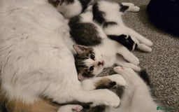 Mixed Breed cats for sale: Sweet kittens  - Image 13