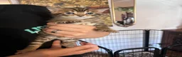 Bengal cats for sale: Bangal x kittens  - Advert 1