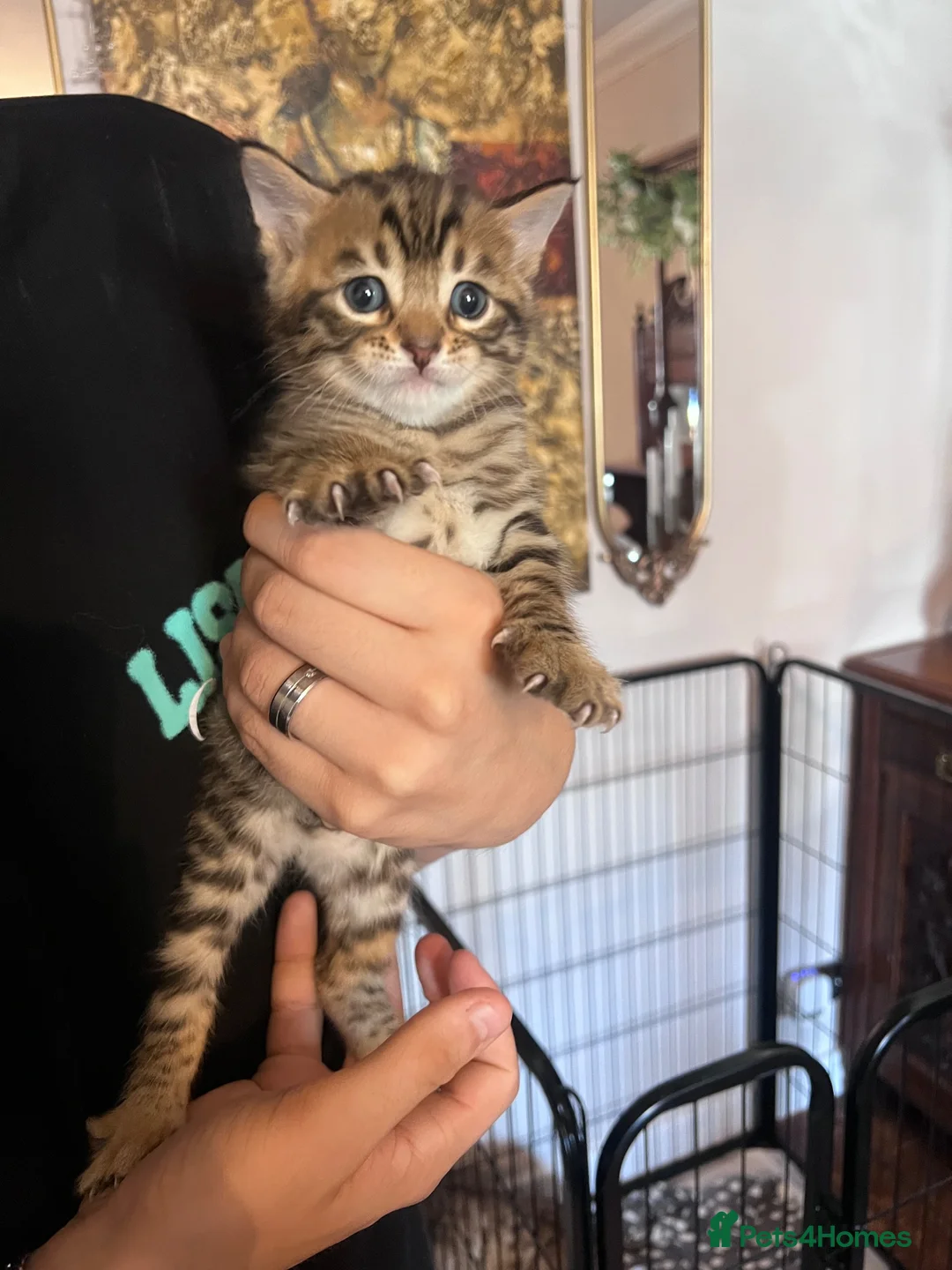Bengal cats for sale: Bangal x kittens  - Advert 1