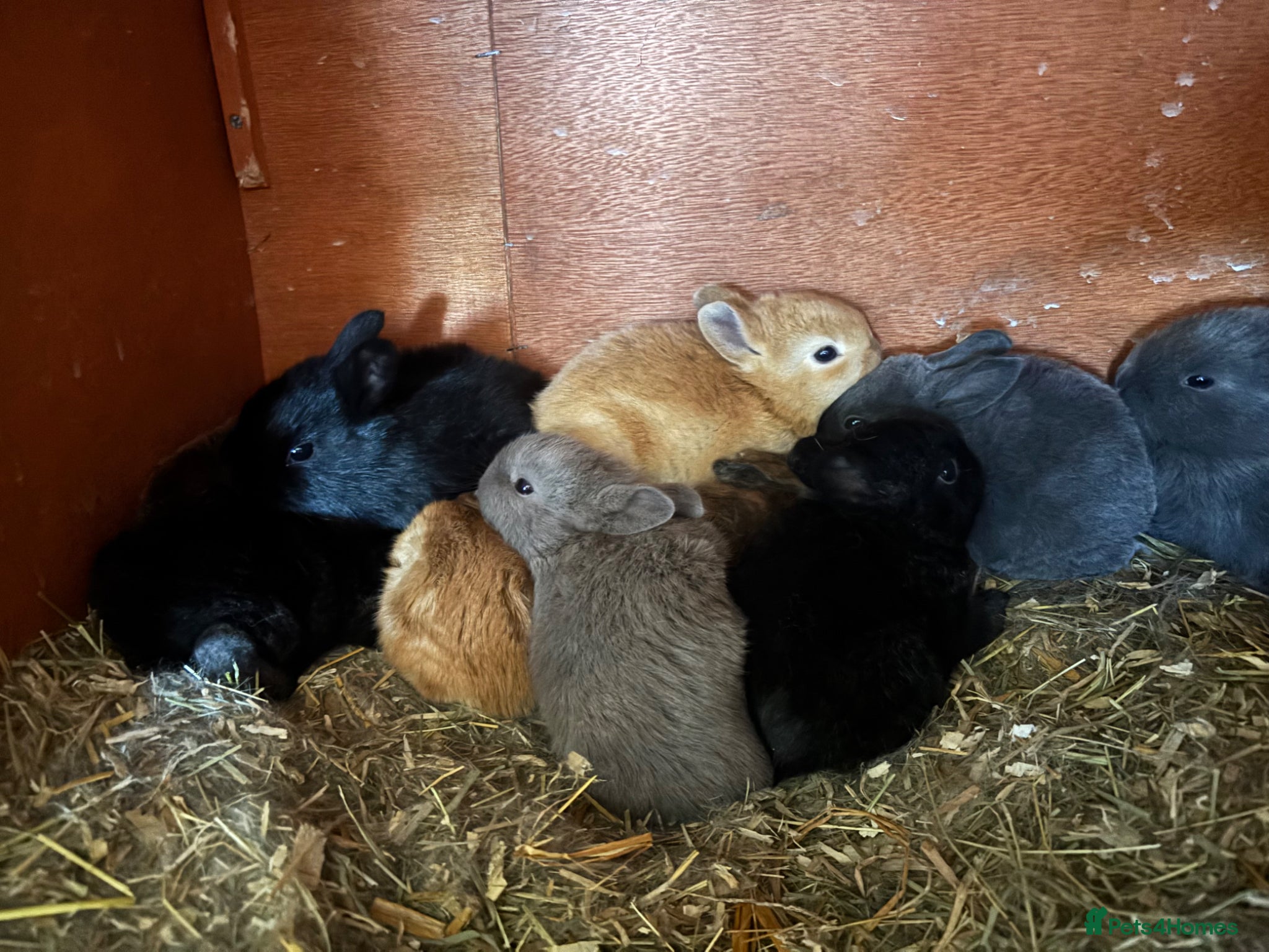 Rex rabbits Beautiful Rex rabbits.  - Advert 8