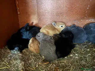 Rex rabbits Beautiful Rex rabbits. - Advert 8