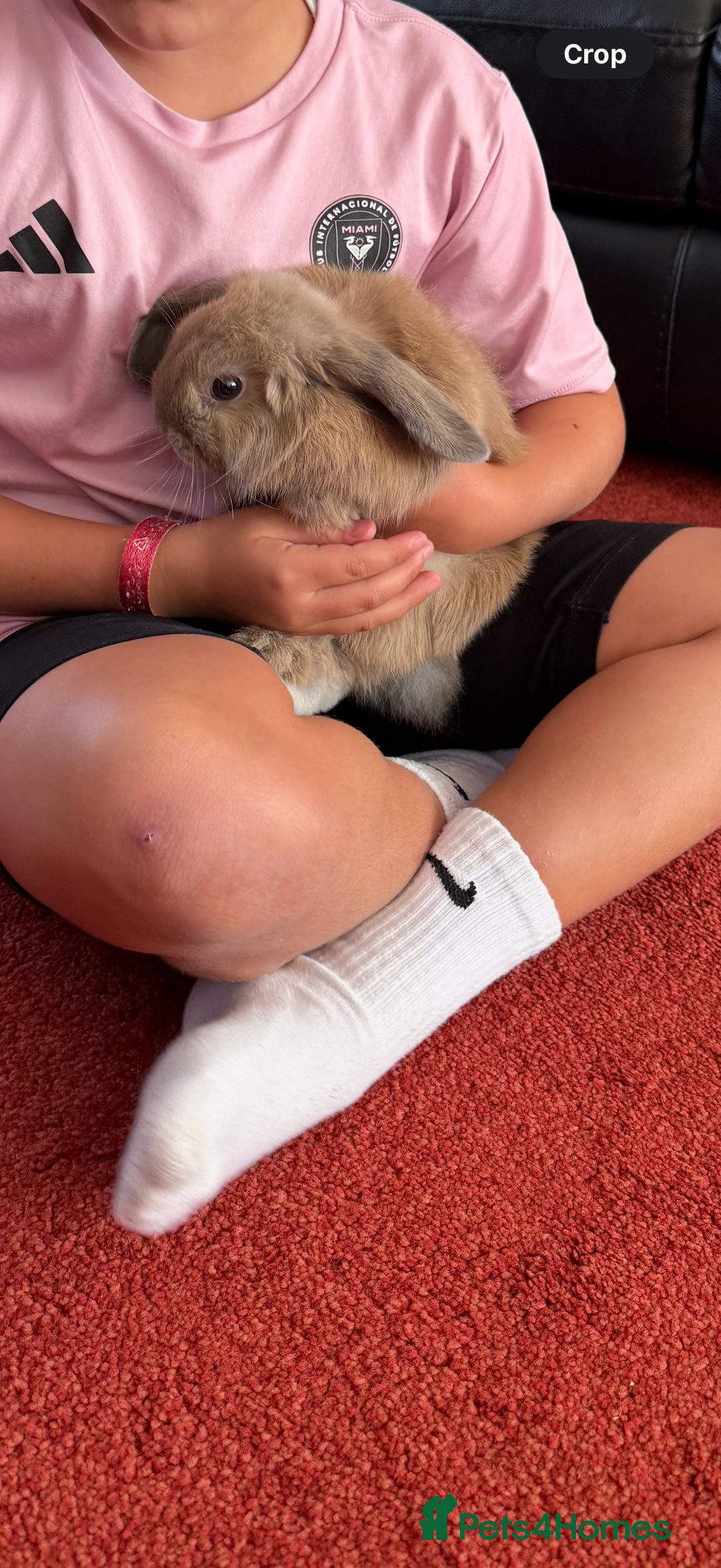 Mini Lop rabbits for sale: Girl rabbits for sale 9 weeks - Image 1