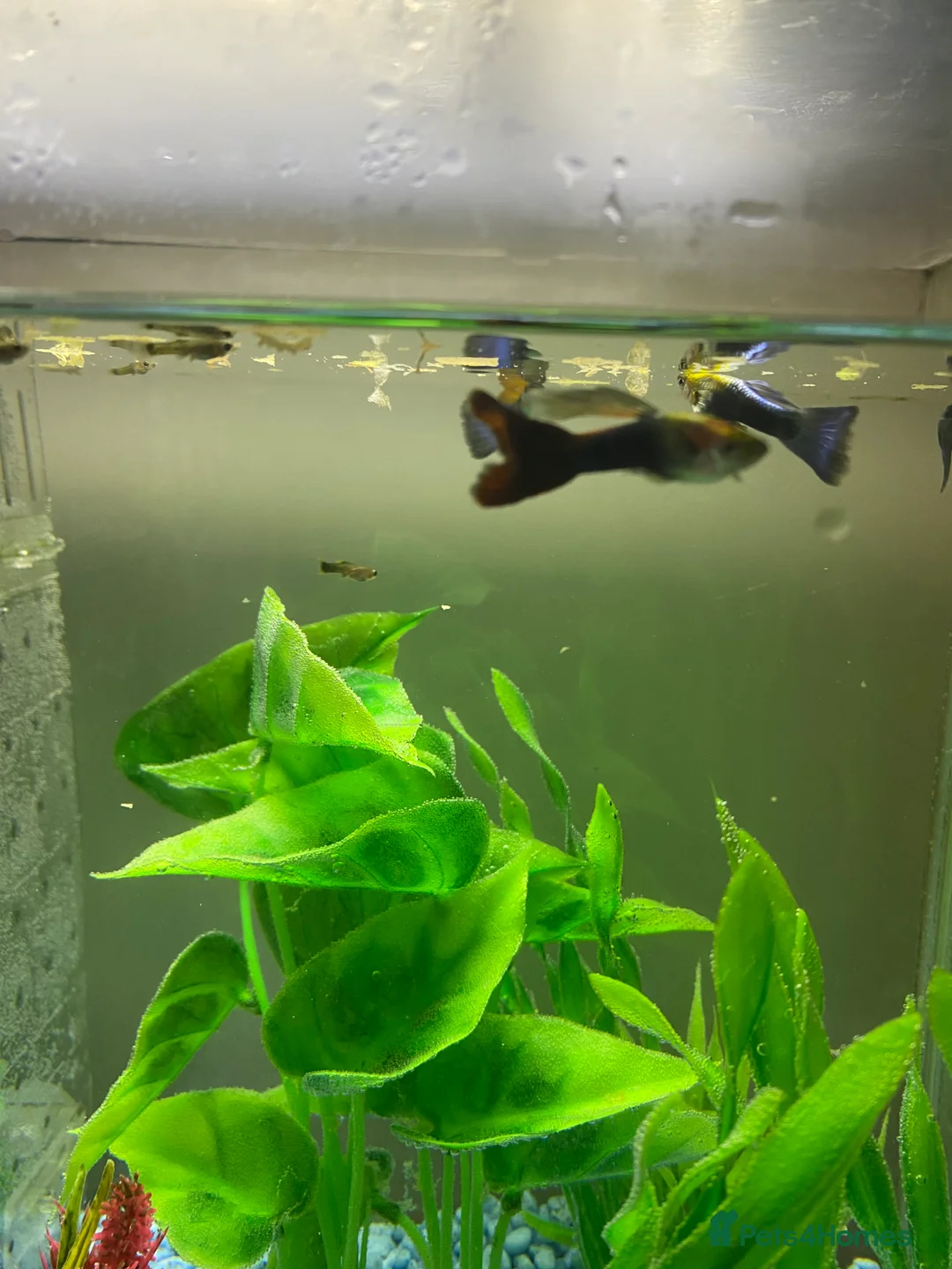 Mollies fish for sale: Small litter of Guppies - Advert 6