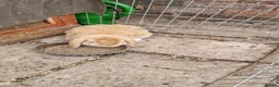 Mini Lop rabbits for sale: Twiggy and jane mini lops not a bonded pair. - Advert 2