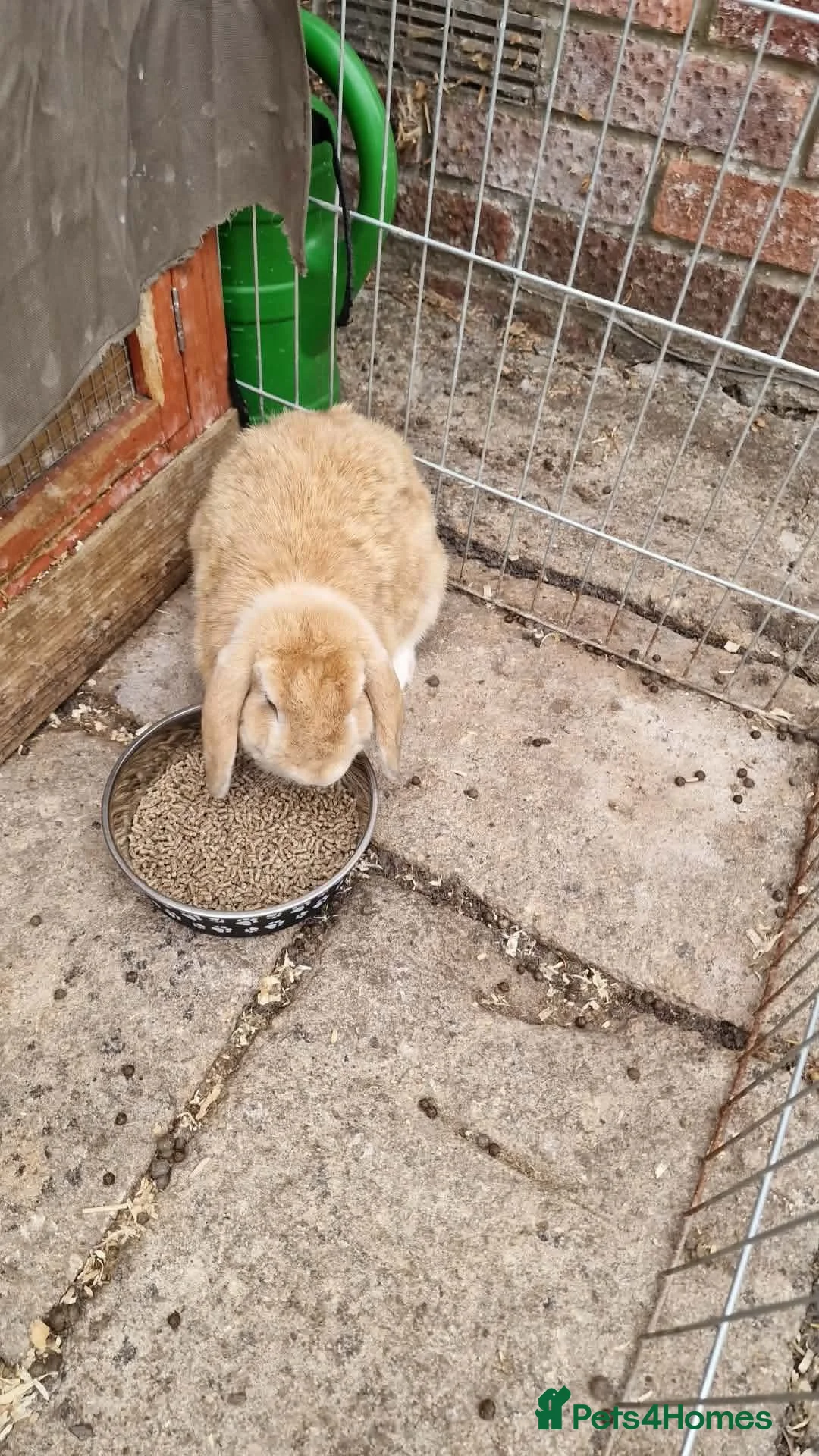 Mini Lop rabbits for sale: Twiggy and jane mini lops not a bonded pair. - Advert 2