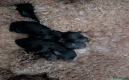 Maltipoo dogs for sale: 5 puppies  - Image 10