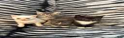 Mixed Breed cats for sale: 4 Stunning Siamese Mixed Kittens Available  - Advert 2